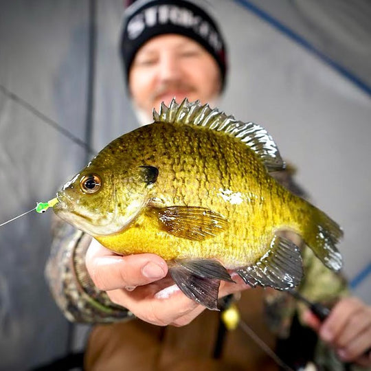 Best Panfish Plastics for Bluegill