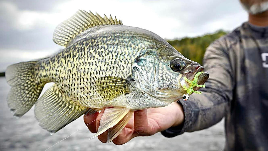 Panfish Png Panfish Plastics: 11 Techniques You NEED to Be Using – Freedom Baitz