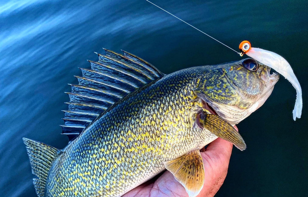 Freedom Baitz, Drop shotting the Bonita has been the ticket for deep water  panfish this summer for customer @chrisseylar09 👊 He also crushed  panfish