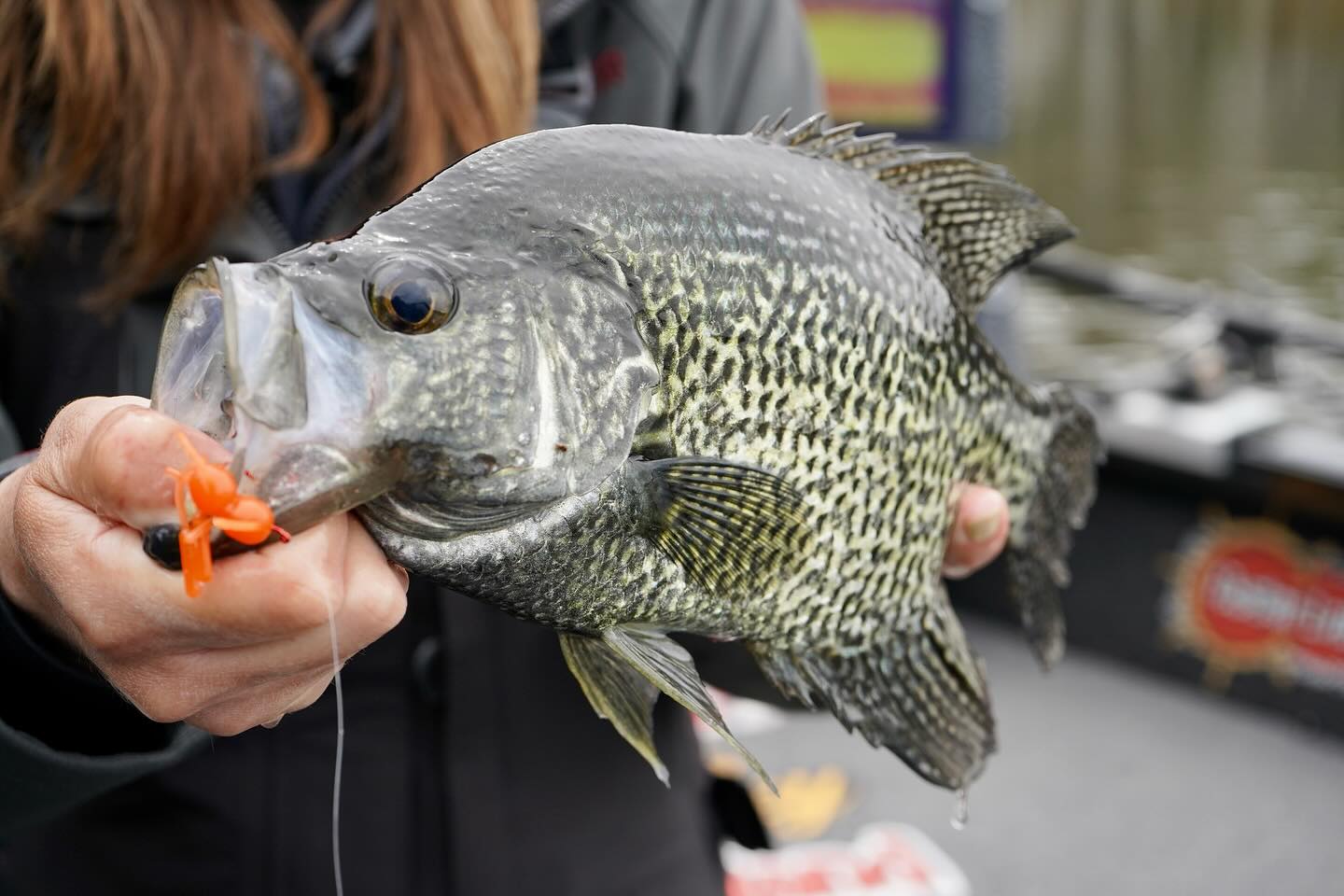 Sight fishing crappies is pure fun, especially when they're as thick as  this! In this week's episode we get after them with the new Freedom Baitz  Apache, the perfect plastic for super