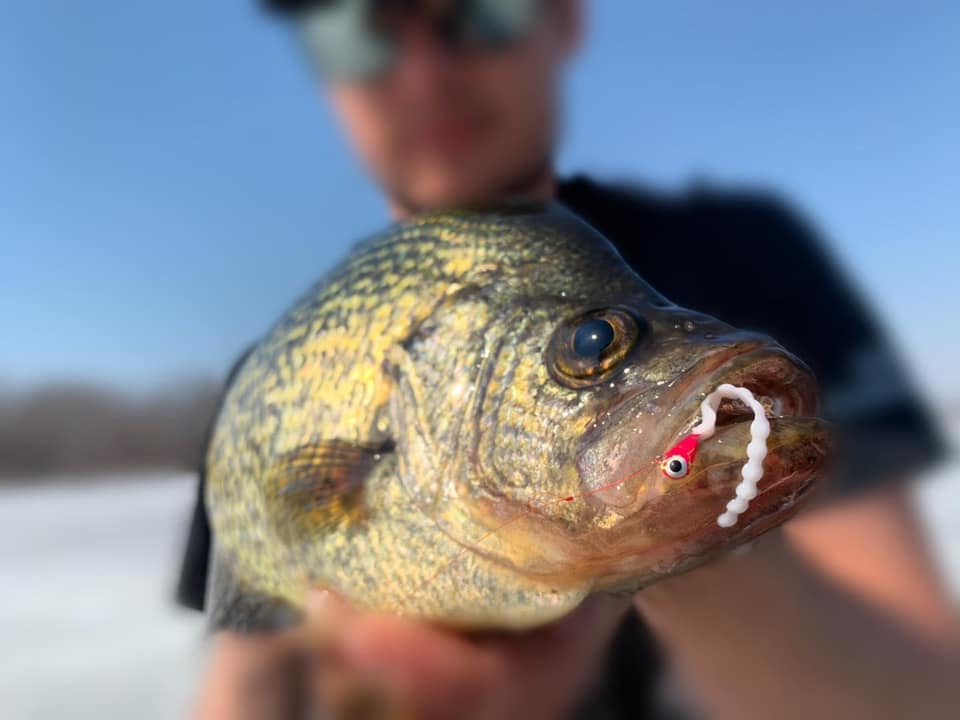 Freedom Baitz, Drop shotting the Bonita has been the ticket for deep water  panfish this summer for customer @chrisseylar09 👊 He also crushed  panfish