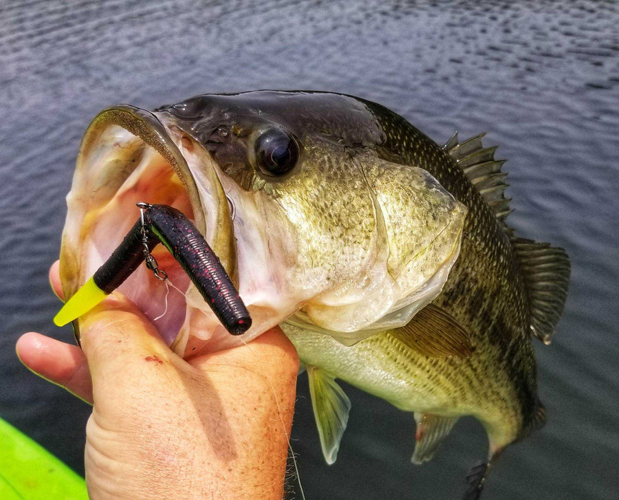 Top 5 Panfish Plastics to Fill Your Bucket This Season – Freedom Baitz