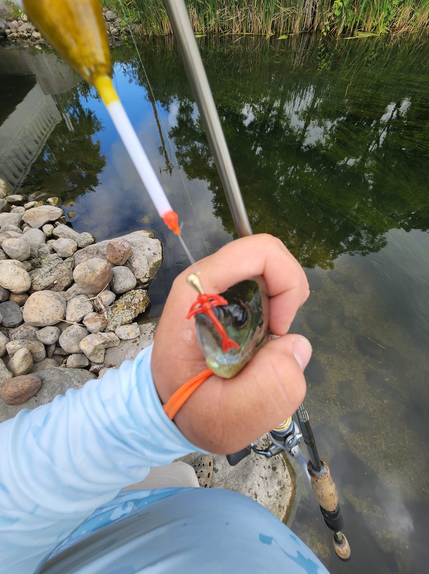 Hornet – Freedom Baitz